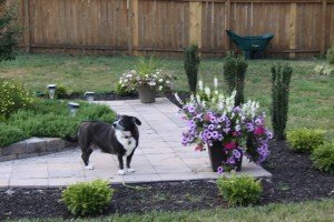 dog outside in yard